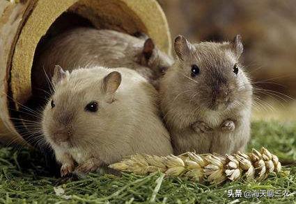 仓鼠养殖技术全集,仓鼠养殖技术与建造