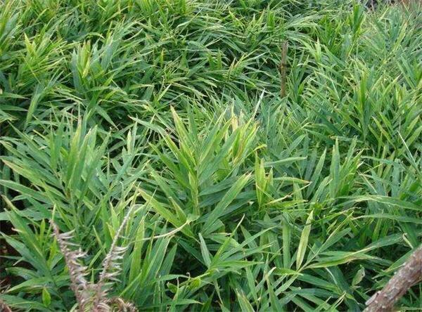 生姜催芽时伤口长毛怎么回事,生姜降温效果最好的方法