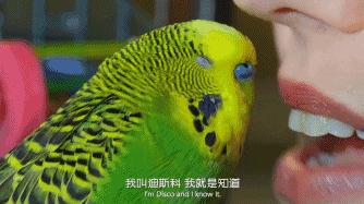 豆瓣9.1，看一次被萌一次，根本顶不住它们的可爱