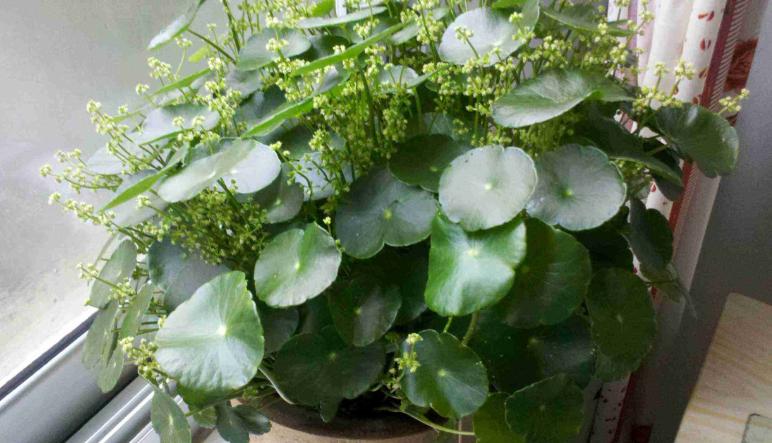 镜面草叶片出现黑斑怎么办,镜面草倒盆后蔫了还能活吗