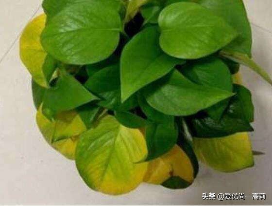 懒人必备小房间,懒人必备小宠物