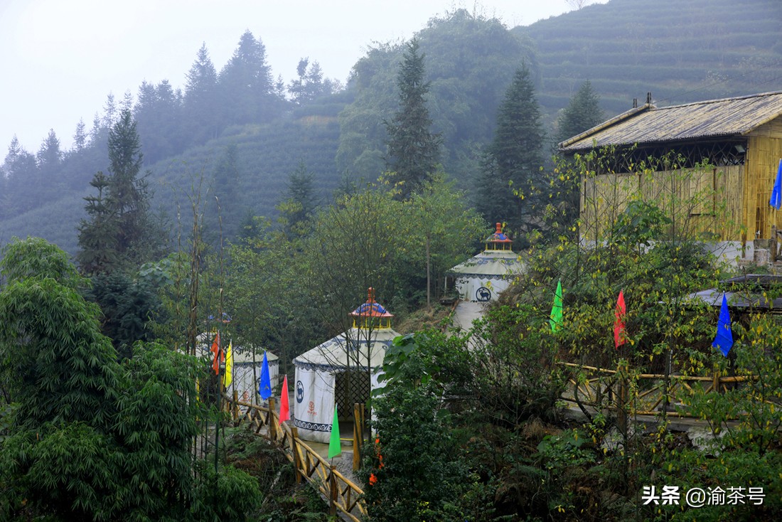 共谋茶产业的发展,茶产业发展简报