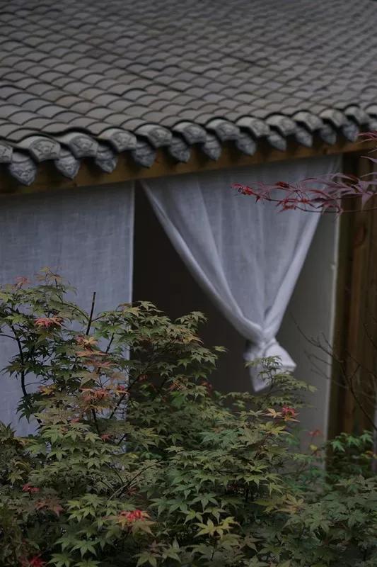 成都民宿推荐青城山,青城山花娟树屋民宿