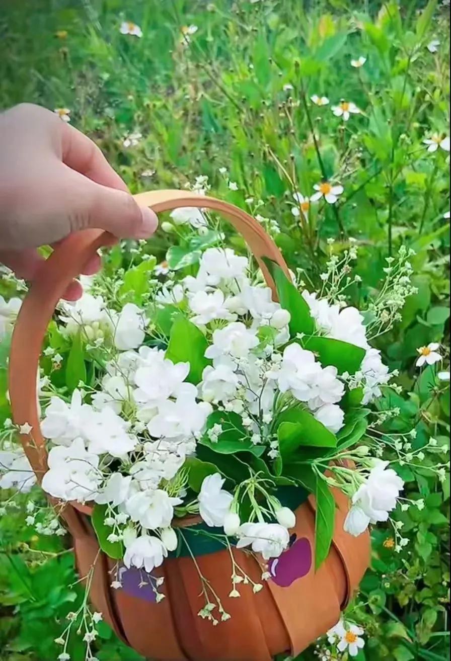 杭州灵隐寺千年古树,灵隐寺里面的树是啥树