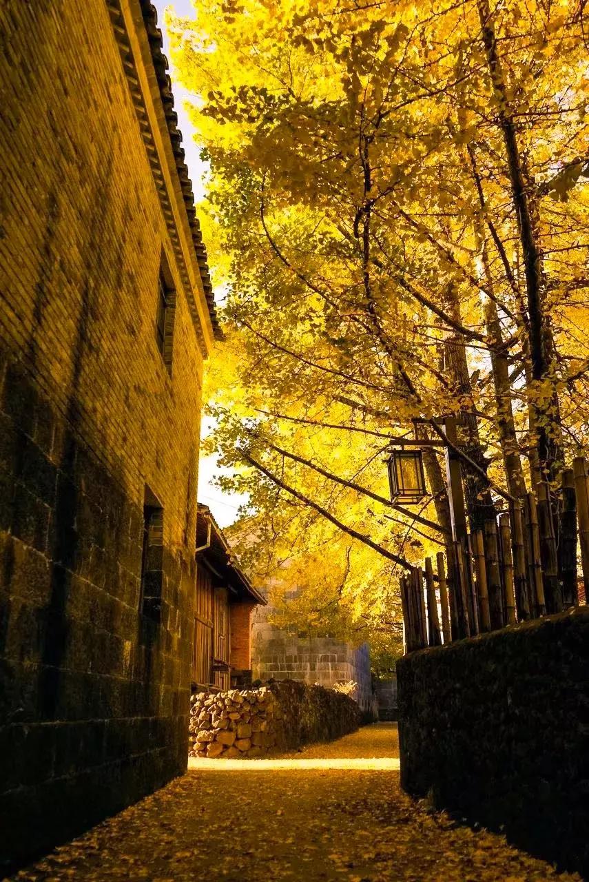 哪怕你去过云南不下10次,秋天的云南都值得你再来一次