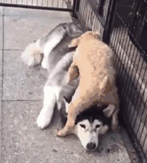 公狗被公狗纠缠怎么办,我家公狗一直叫怎么办