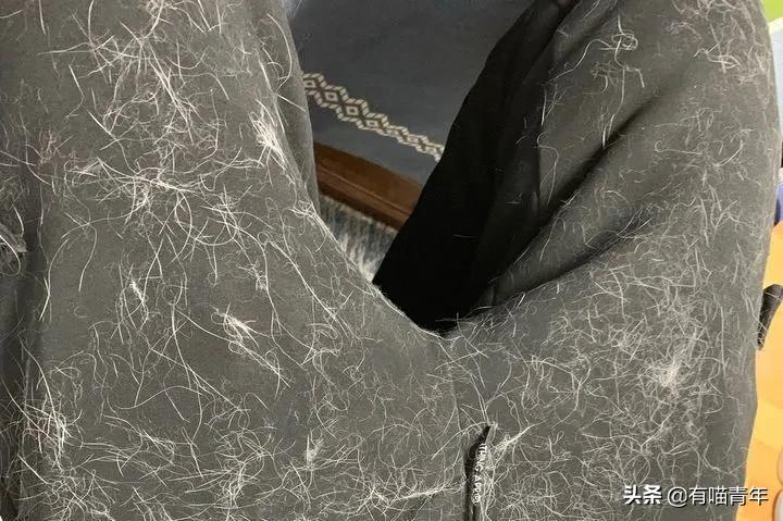 布偶猫身长四十厘米体重九斤,超级可爱的布偶猫有两万斤