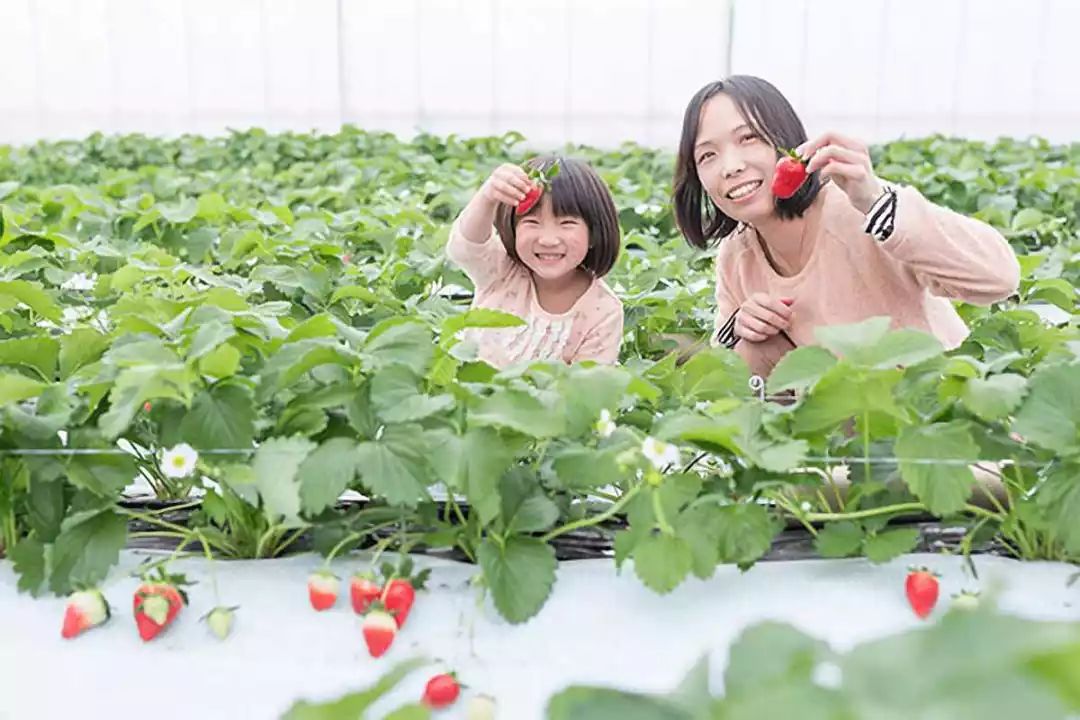 行乐携熊本市政府，又送来新年重磅福利团，仅招募1人