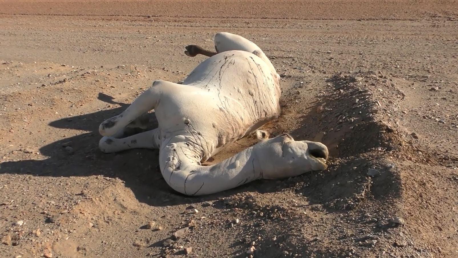 在沙漠中遇到死去的骆驼,在沙漠中碰到死后的骆驼