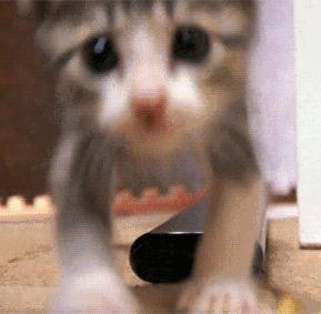 猫咪呕吐未消化完的食物怎么办,猫咪吃完化毛膏呕吐是什么原因