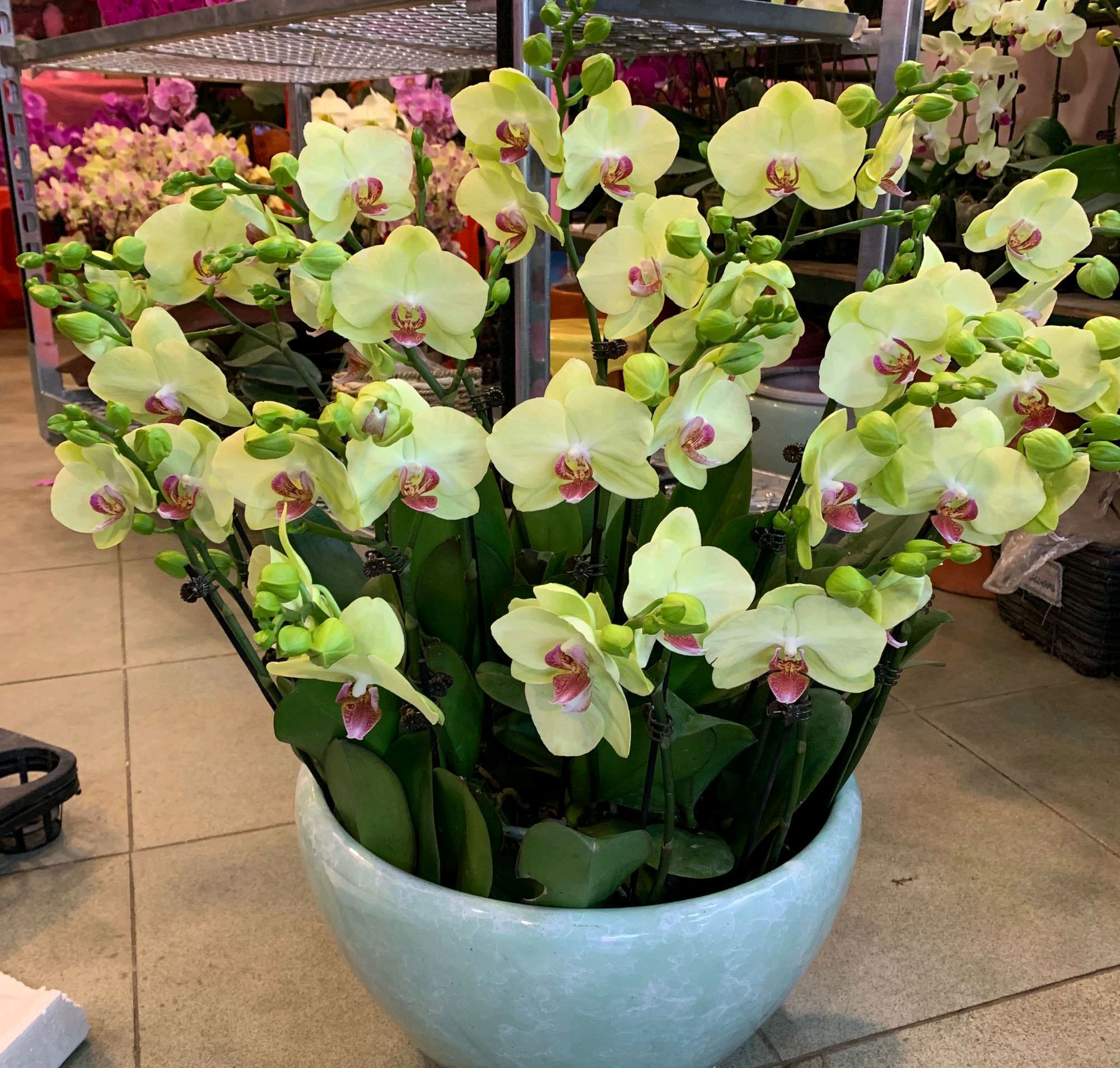 蝴蝶兰的根子不往花盆里扎，感觉蝴蝶兰根子有趋光性