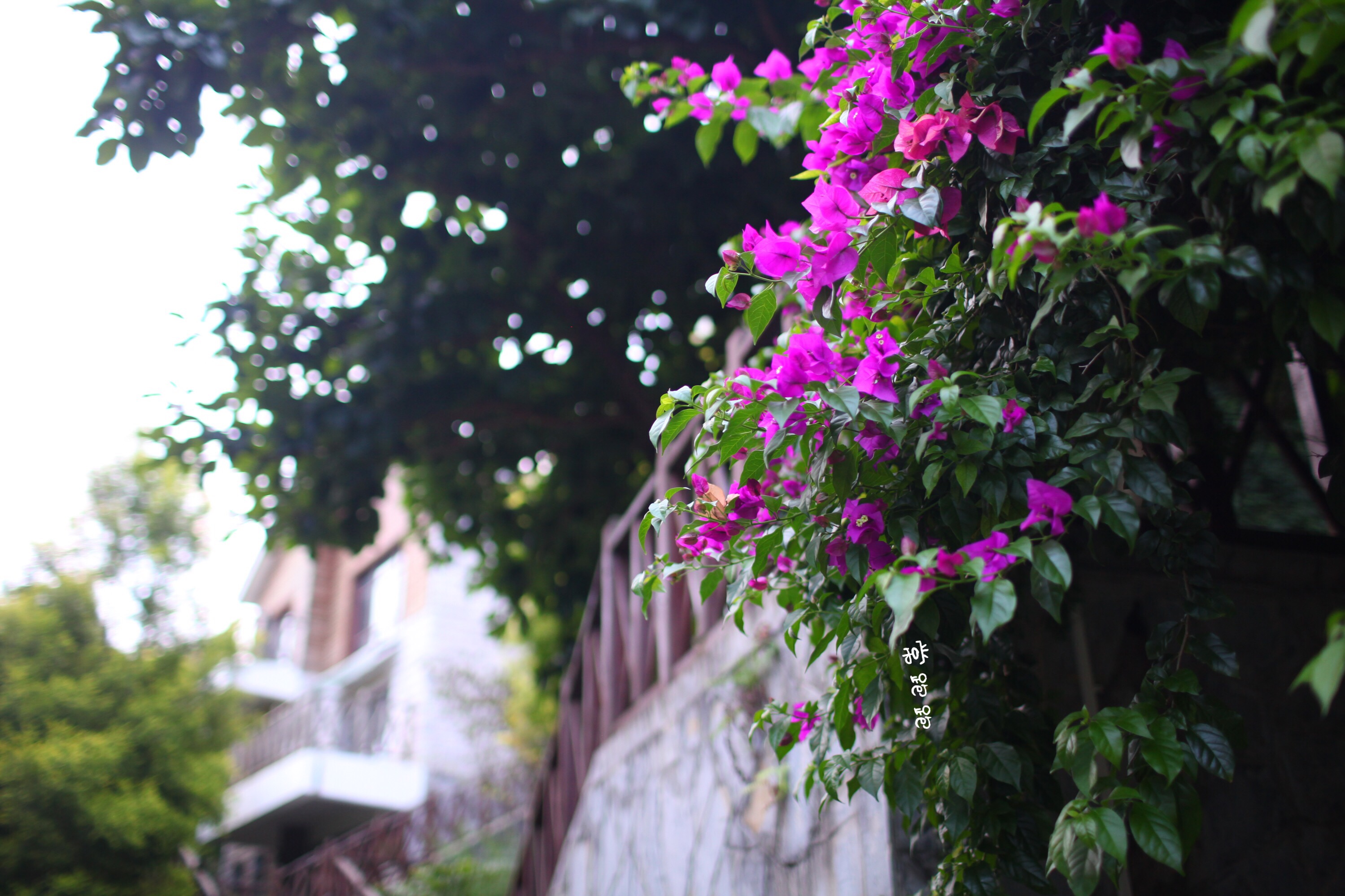 黄果树瀑布桃花源,贵州安顺黄果树瀑布特色