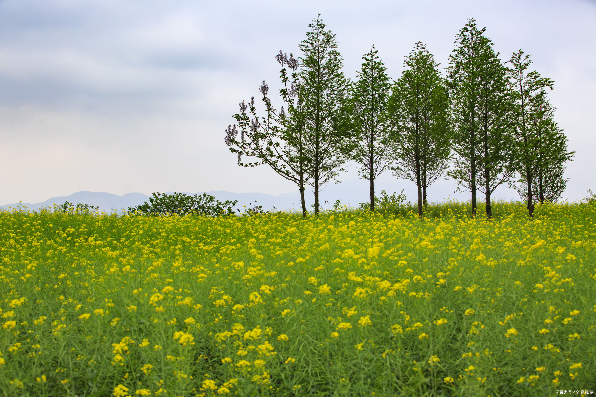 想养个孩子,想养出一个好儿子就要对他撒娇