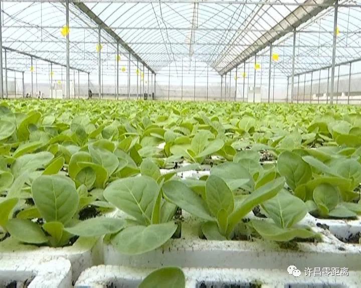 走进*草烟**文化之乡——襄城县