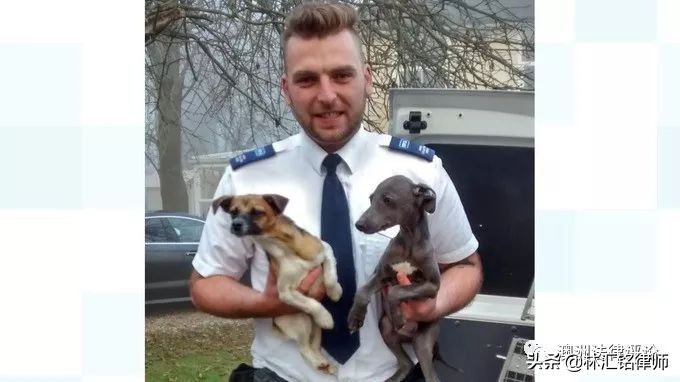 虐待国家保护动物在哪举报,反动物虐待保护法在哪儿投票