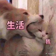 跟拍10年，豆瓣9.1，这个中国“黑户”的故事感动了很多日本人