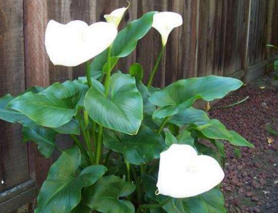 马蹄莲几年了不开花是什么原因,马蹄莲什么时间开花