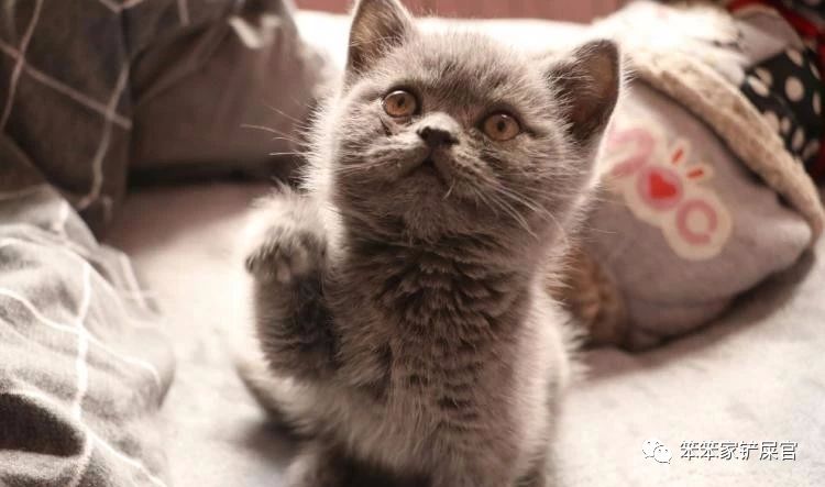 被猫抓了怎么办？：与其担心狂犬病，不如先处理伤口，避免猫爪热