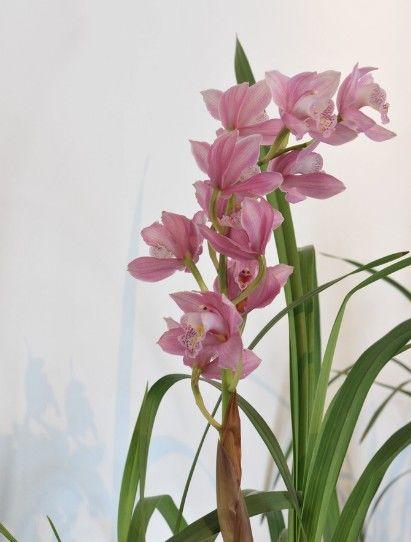 十大名花排名哪种花排名第一,水仙花是我国的十大名花之一