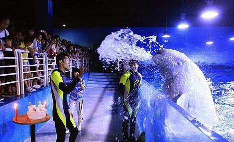 青岛极地海洋馆到底值不值得去,青岛极地海洋馆怎么样值得去吗