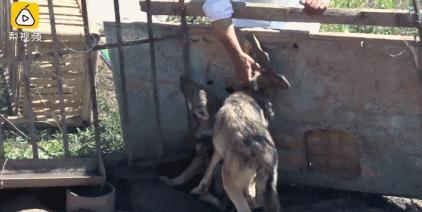 哈士奇养成狼,狼被养成了哈士奇