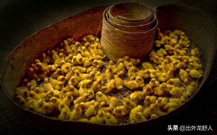 安徽舒城县建置沿革及县域变迁,安徽省舒城县历史沿革及行政区划