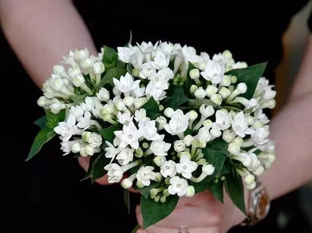 蓝色花花花语,花语是我喜欢你的花