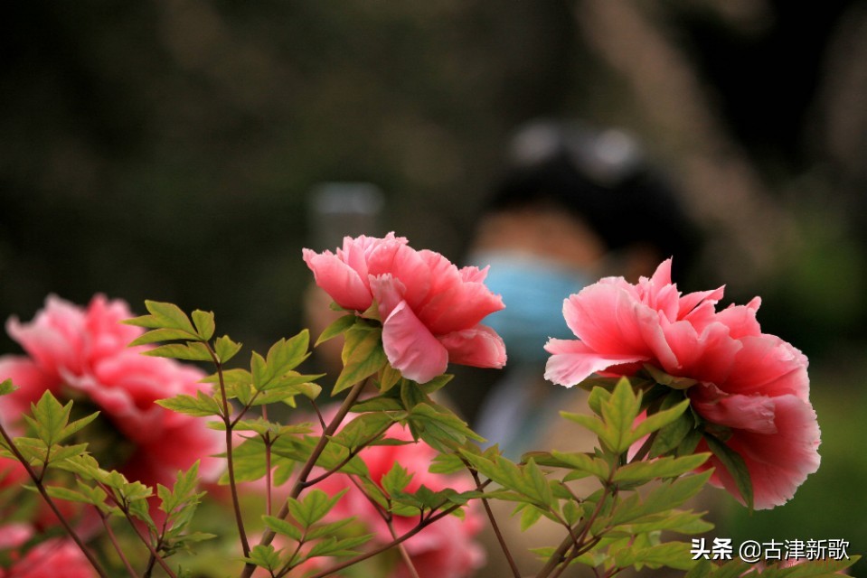 最美牡丹诗词20首,研究牡丹花