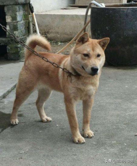 土狗分为哪三种狗品种呢,小土狗都有哪种品种的狗