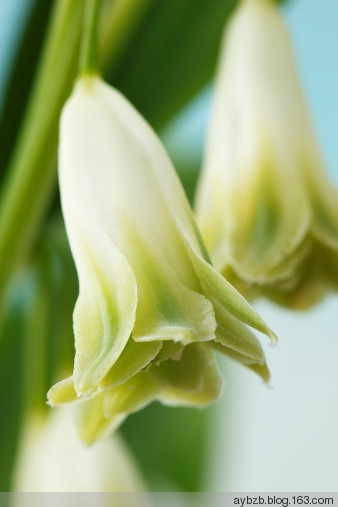 最好记的花名大全,很难得一见的花