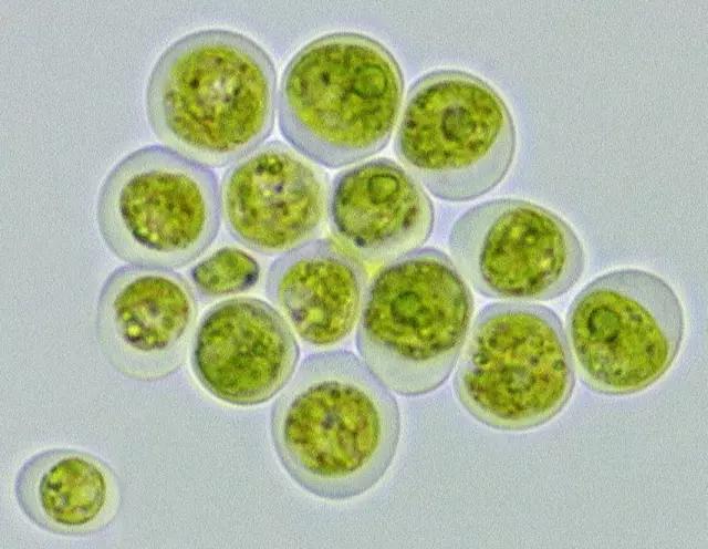 水产养殖业藻类的生命周期,水产养殖常见藻类植物