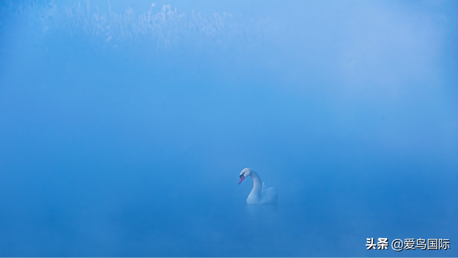 鸟类图片大全大图观赏,鸟类照片合集