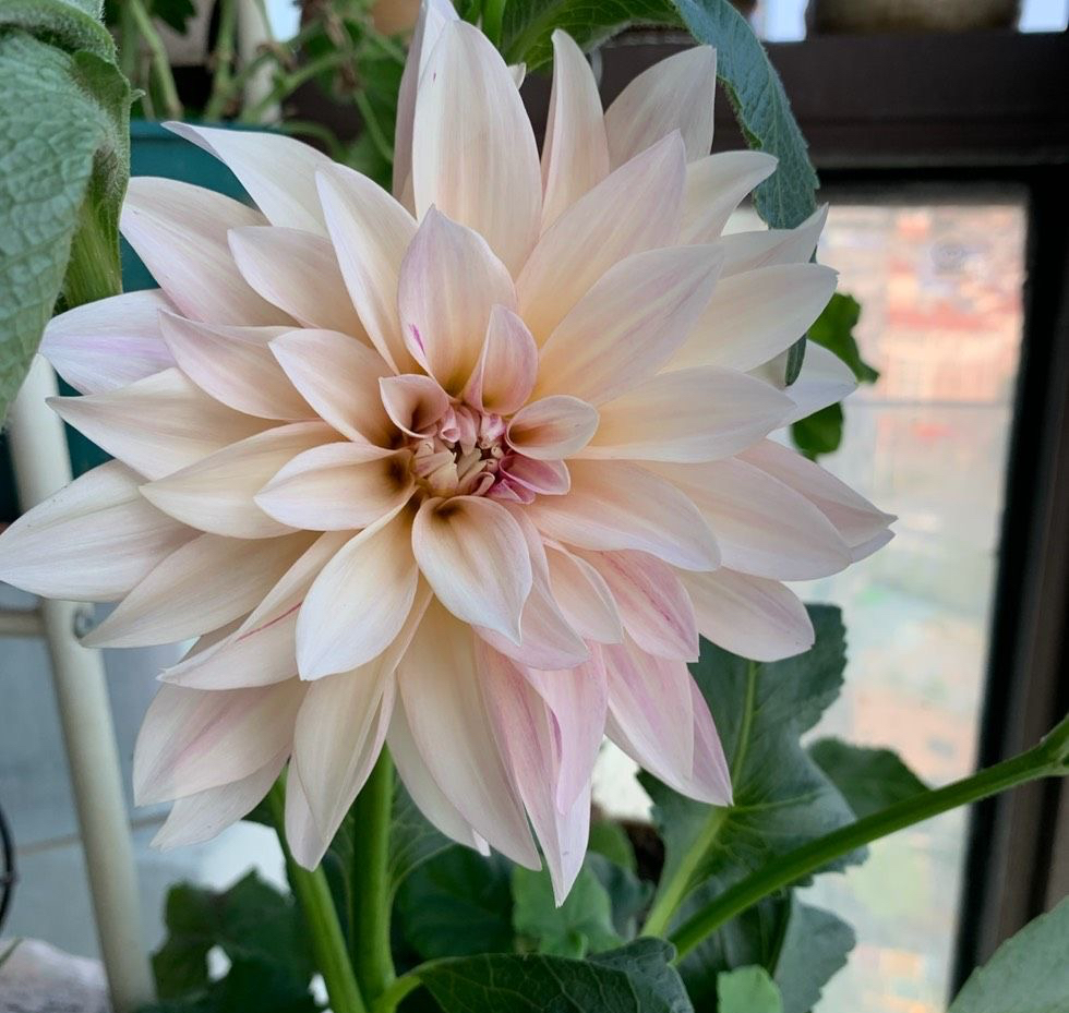 大丽花盆栽的正确方法,大丽花盆栽怎么养护