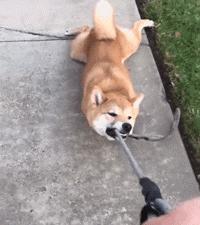 遛完狗，狗狗不愿回家怎么办？