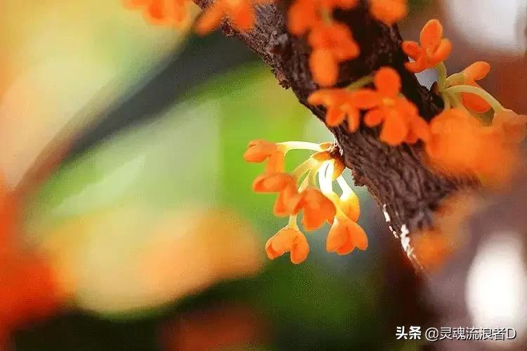 秋天是好闻的桂花香,桂花香才是秋天的灵魂