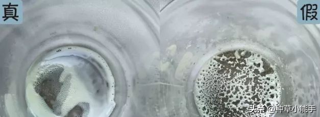 网红卖的安耐晒,安耐晒低价