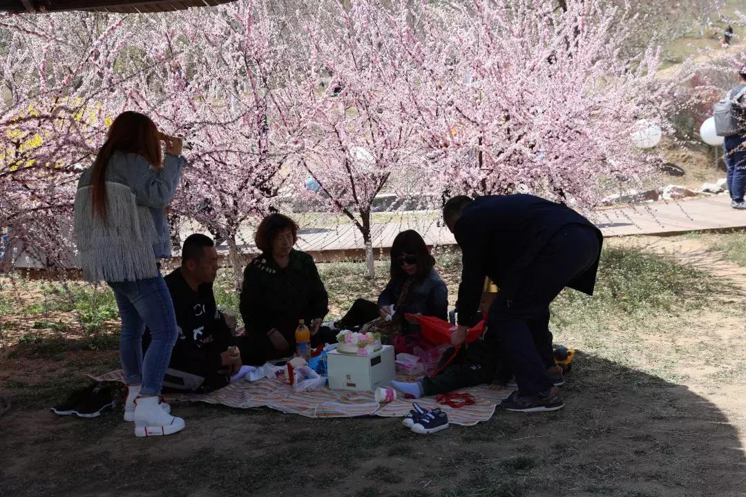 一起去旅顺赏樱花,旅顺樱花节美景