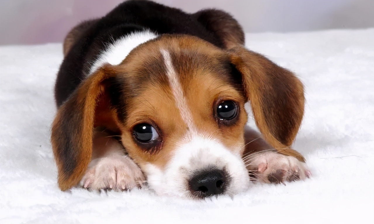 人犬共患病有哪些,人犬共患的传染病