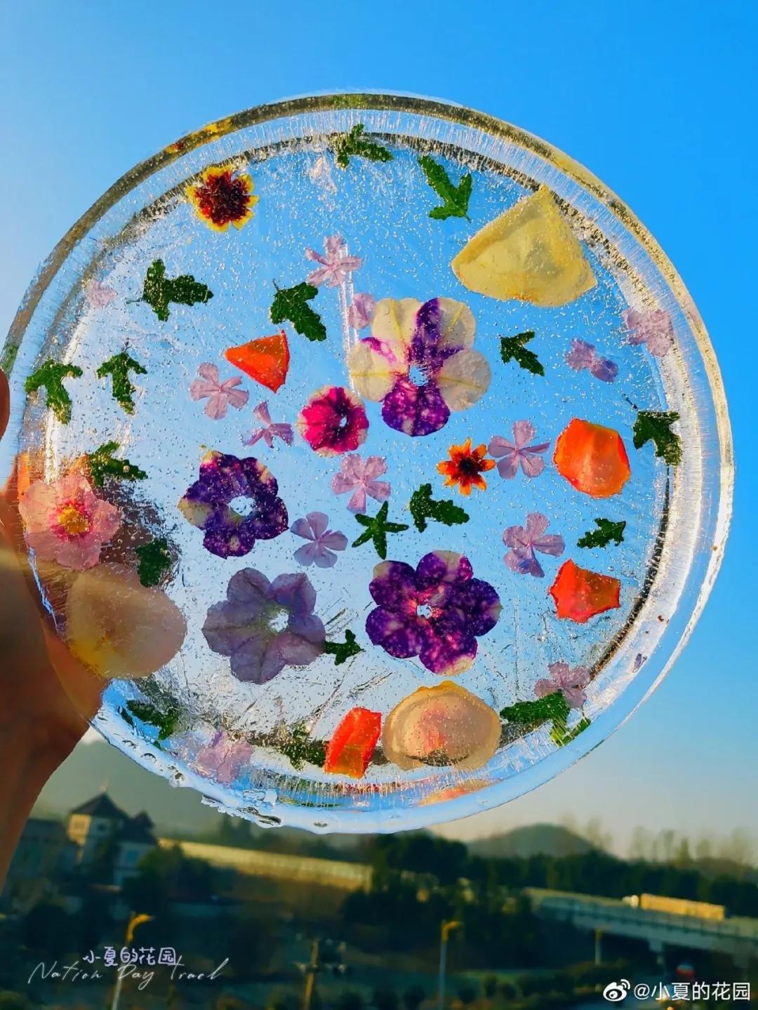 寒潮来袭，你的阳台也能开出这样的“水晶花”