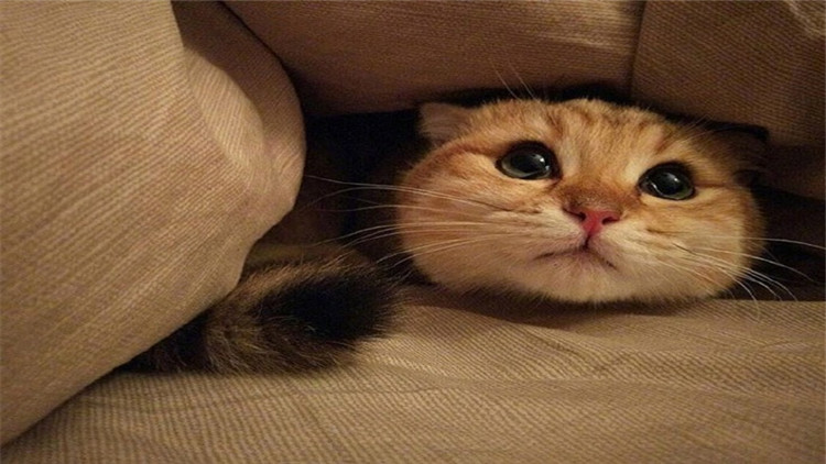 3招搞定猫咪臭屁股！我柠檬了