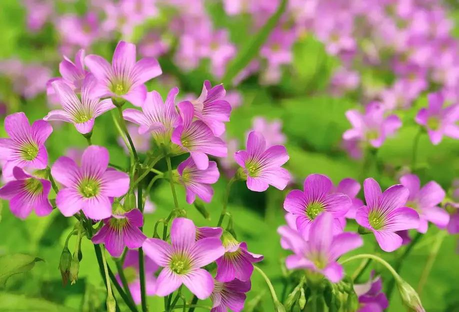 百花图谱大全100幅,工笔百花图谱100种