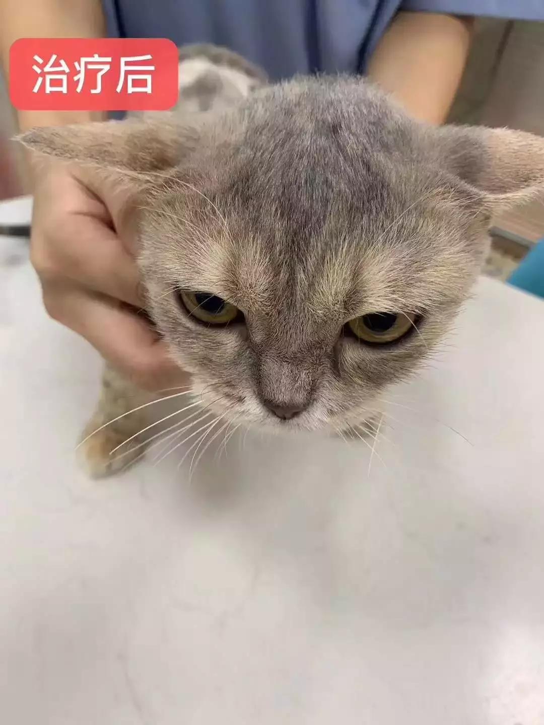 福懋动物医院：猫咪皮肤病不难治，看了这篇你就懂了