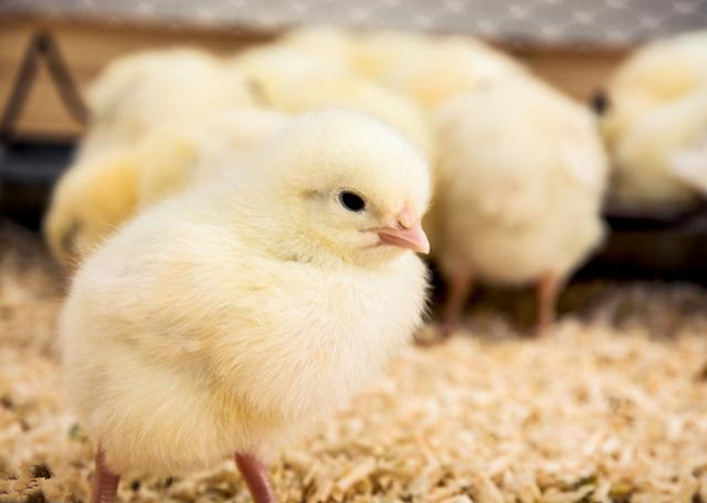 养鸡技术孵化小鸡,养鸡什么时候开始孵化小鸡最好