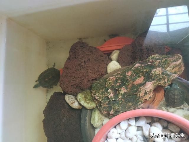 为什么不能养乌龟迷信,不能养在水里的乌龟怎么养