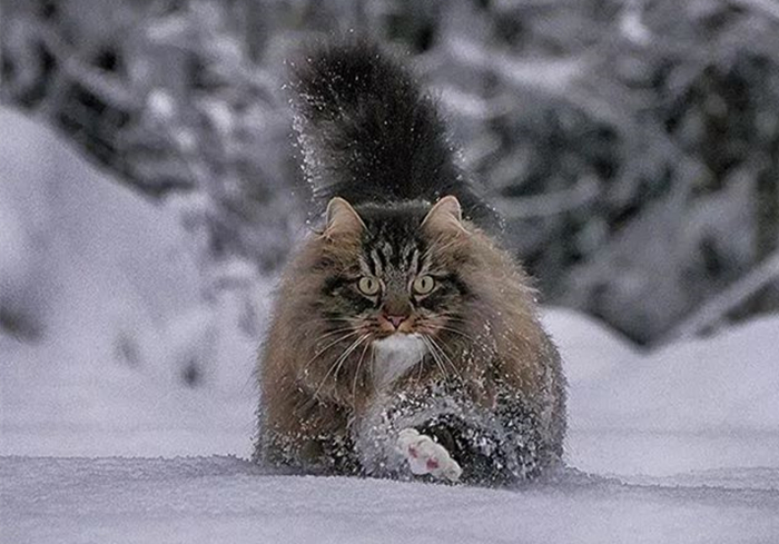 芬兰居民”云养“霸王猫，观其壮硕体型，网友感慨：这是熊吧？