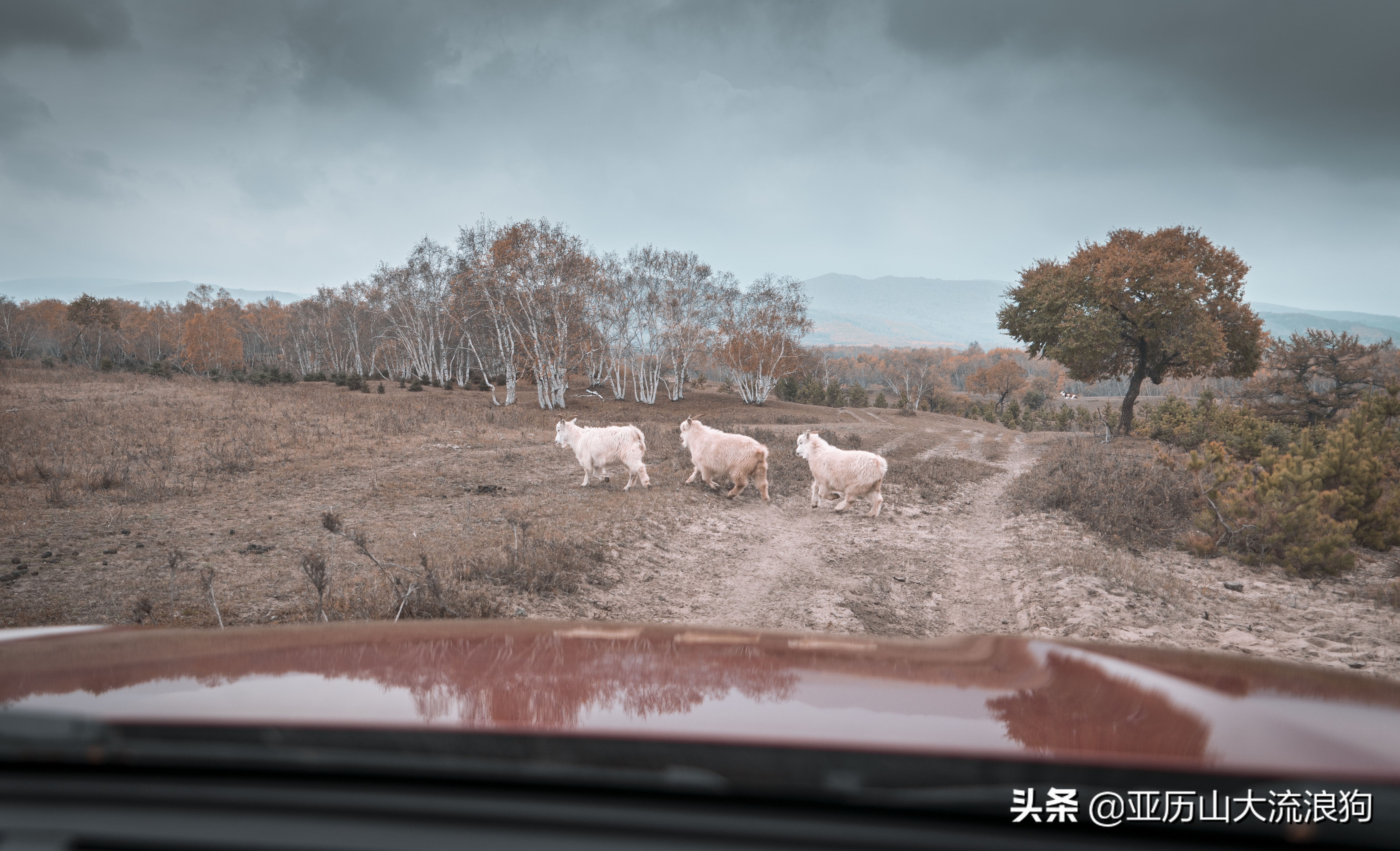 你那秋天来了吗？我这反正颜料泼了一地——内蒙古黄岗梁穿越之旅