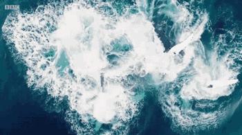 假如不小心被鲸鱼吞下该如何自救,不小心被鲸鱼吞下怎么自救