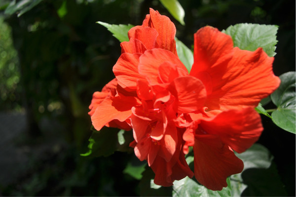 三亚自由行旅游攻略超详细哦,三亚旅游自由行全攻略