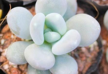 星美人怎么养才爆盆,星美人多肉缀化