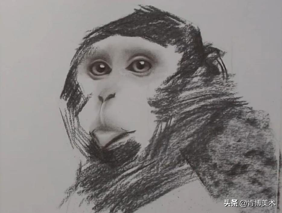 猴子素描教程,素描猴子图片大全大图